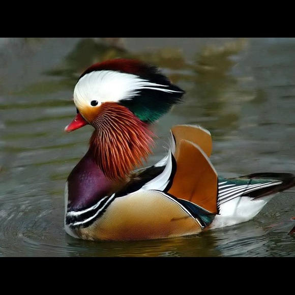 🌎same day or next day shipping - Picture 10 of 16